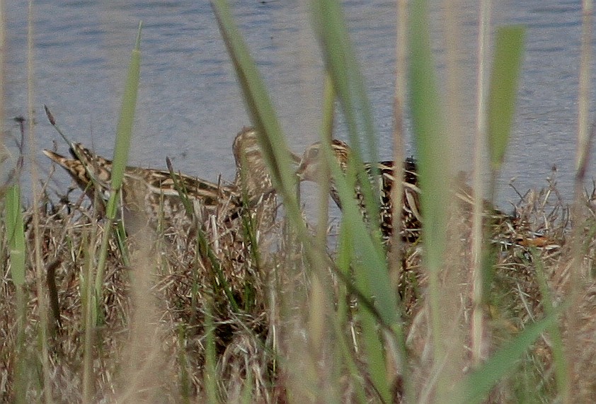 CODA DI BECCACCINO IN VOLO